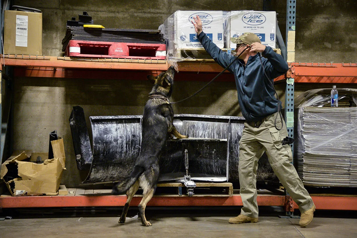 TacticalCanine